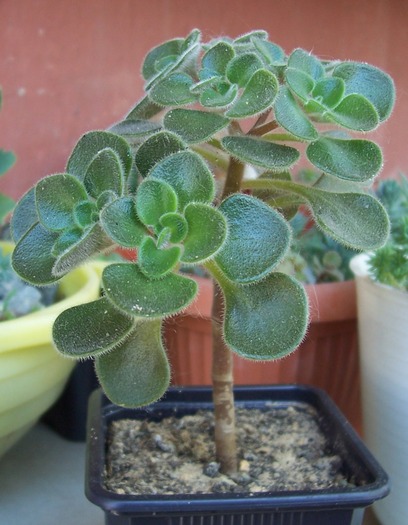 Aichryson laxum, 2010; Colectie tzep
