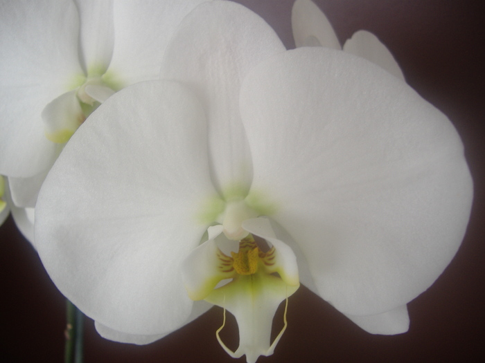 7.01.11 - Phalaenopsis