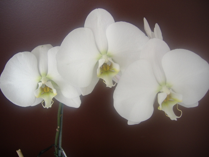 7.01.11 - Phalaenopsis