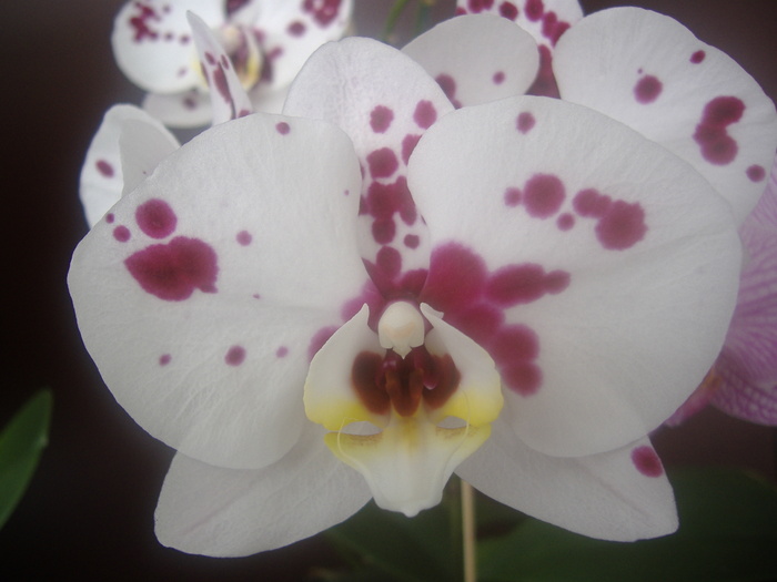 7.01.11 - Phalaenopsis