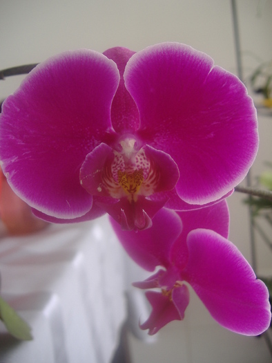 7.01.11 - Phalaenopsis