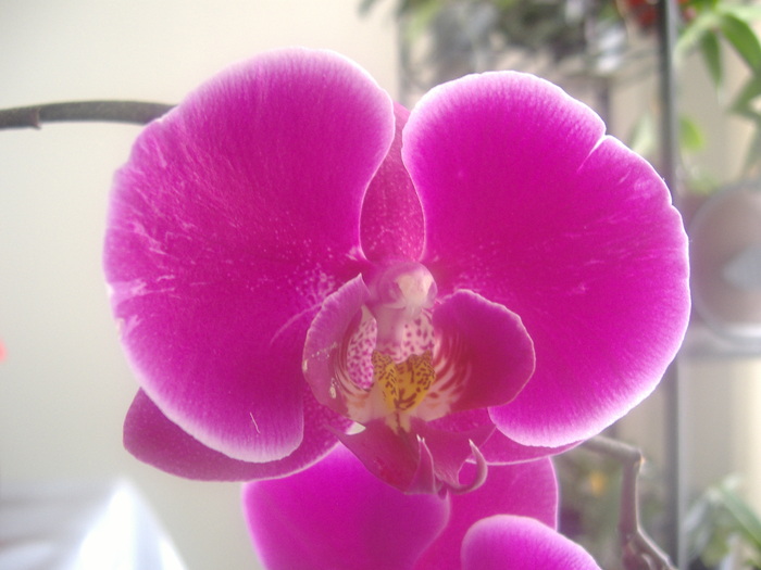 7.01.11 - Phalaenopsis