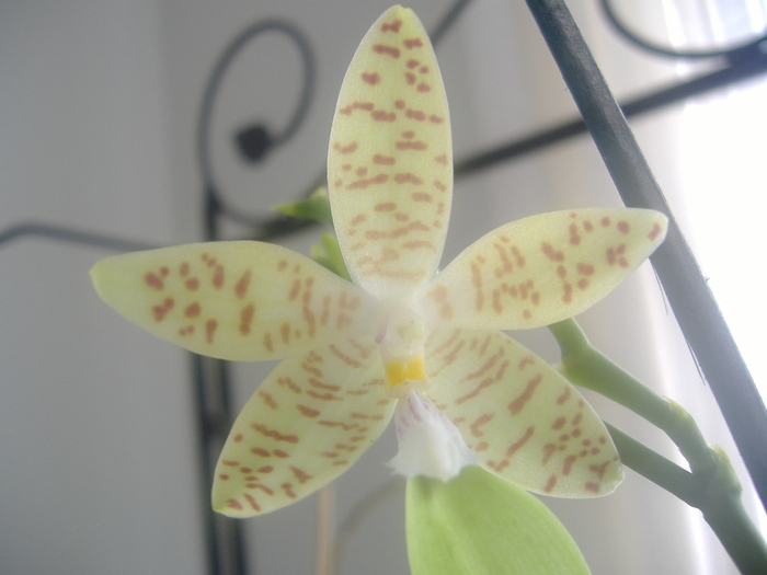 7.01.11 - Phalaenopsis
