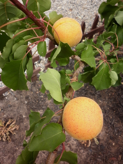 Caise coapte in ianuarie :); 7.01.11
