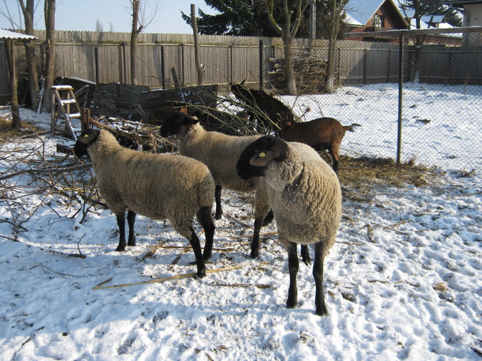 Rom-Mag-oile lui dode vasile - oi suffolk stahrl si texel-Firma kolcsar-Oroszlany