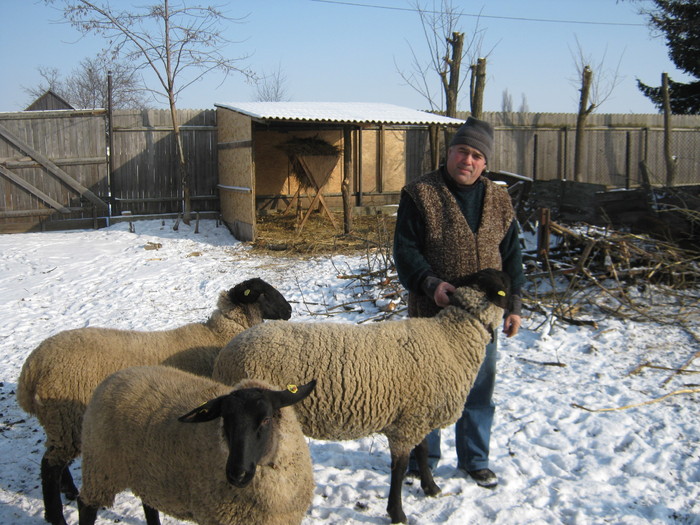 Rom-Mag-Vasile cu oile si berbecul - oi suffolk stahrl si texel-Firma kolcsar-Oroszlany