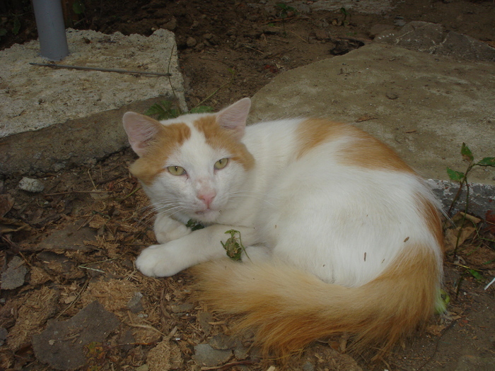 PRINTZESICA-ULTIMA EI ZI:((