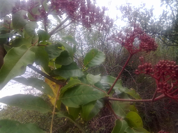 seminte aproape coapte - evodia flori    seminte