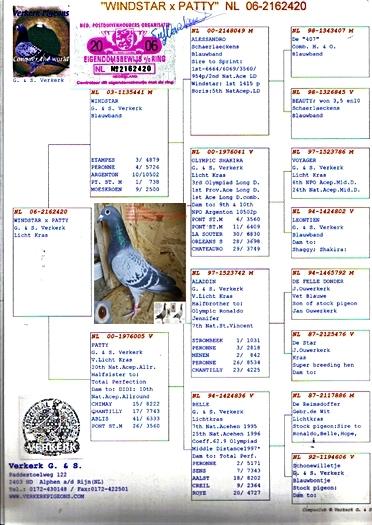 FEM VERKERK - PEDIGREE