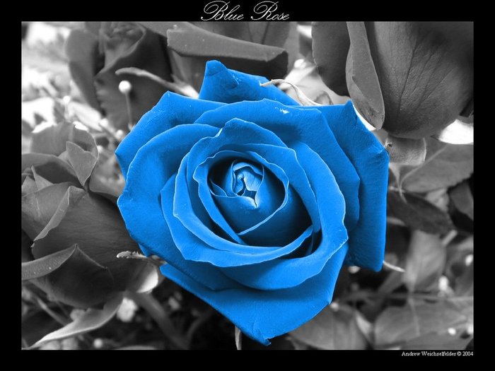 Blue_Rose