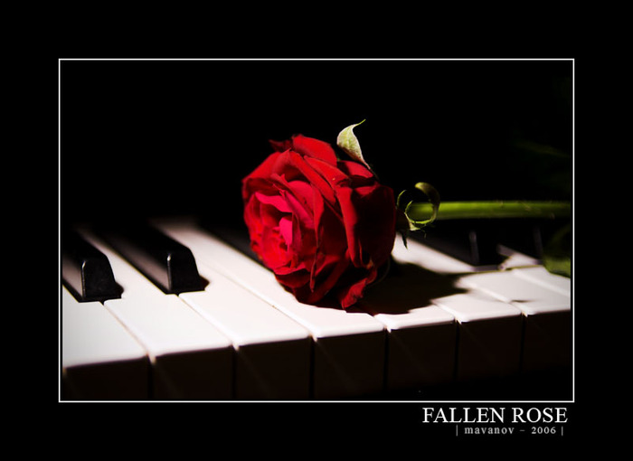 Fallen_Rose_by_Marienvo - Roses