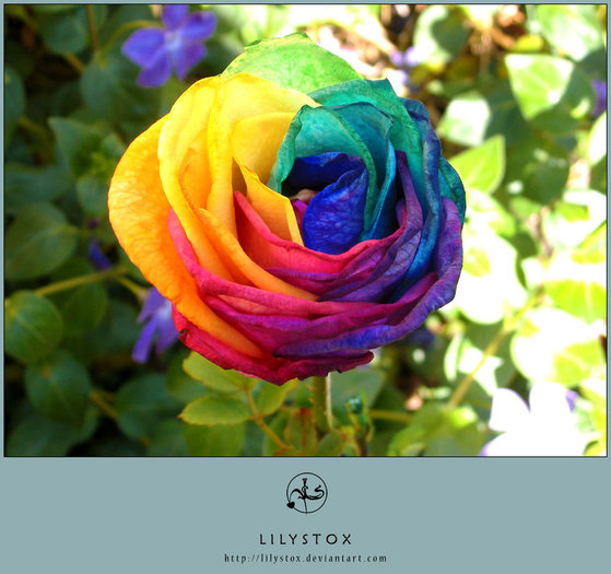 Multicolored_Rose_by_LilyStox - Roses