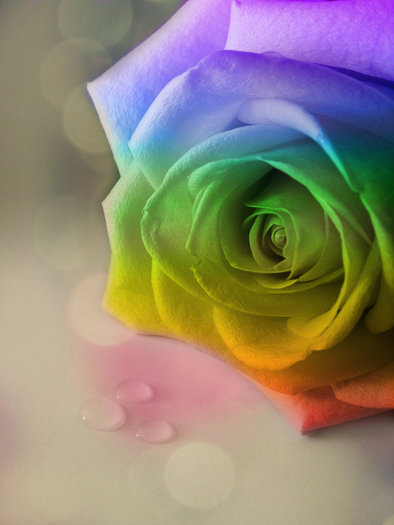 Rainbow_Rose_by_MEGAN_Yrrbby - Roses