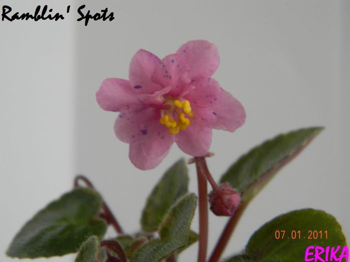 Ramblin´ Spots 2011 ian 7