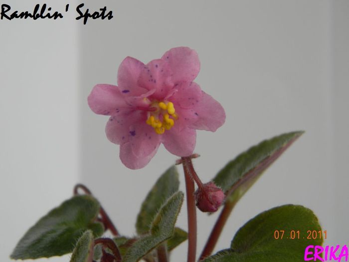 Ramblin´ Spots 2011 ian 7\'