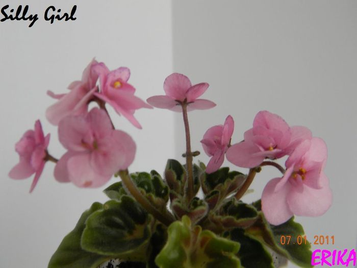 Silly Girl 2011 ian 7 - Violete de colectie 2010-2011