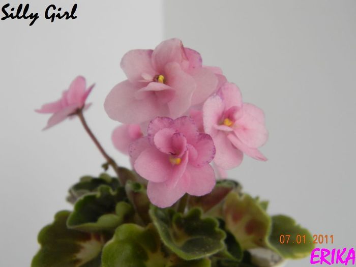 Silly Girl 2011 ian 7\'