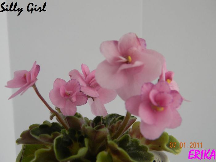 Silly Girl 2011 ian 7\'\'