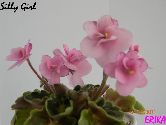 Silly Girl 2011 ian 7\'\'\'