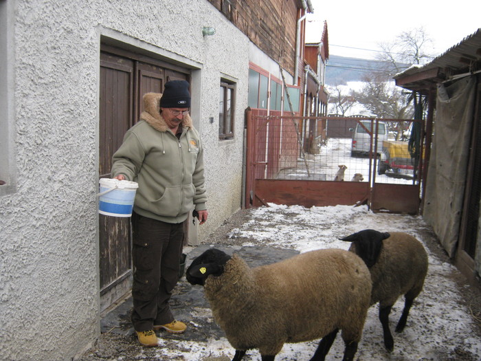 berbeci suffolk in romania