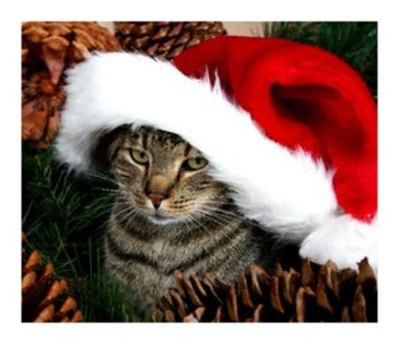 merry_christmas - Pisici De Craciun