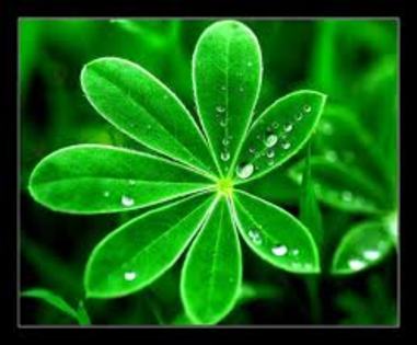 floarea verde - poze verzi
