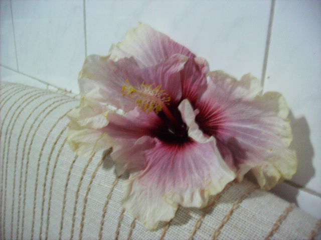 hibiscus in ianuarie - flori in ianuarie 2011