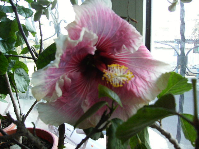 Hibiscus in ianuarie 2 - flori in ianuarie 2011