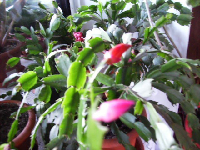 boboci de schlumbergera - flori in ianuarie 2011