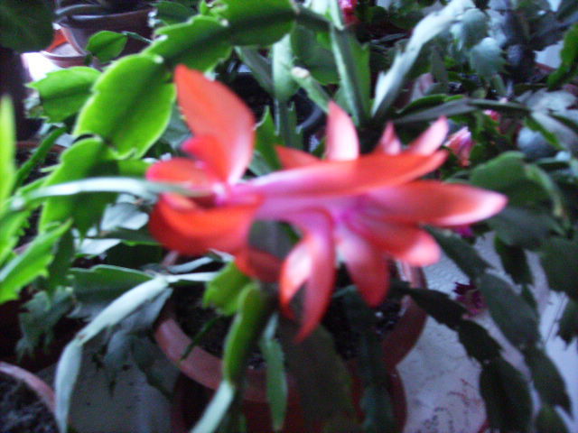 schlumbergera floare - flori in ianuarie 2011