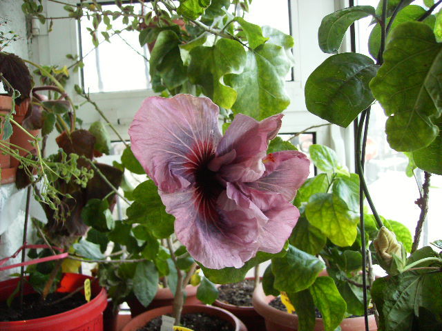 hibiscus in ianuarie 6 - flori in ianuarie 2011