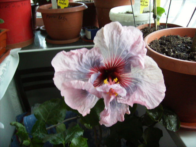 hibiscus ianuarie 7 - flori in ianuarie 2011