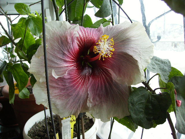 hibiscus ianuarie 8 - flori in ianuarie 2011