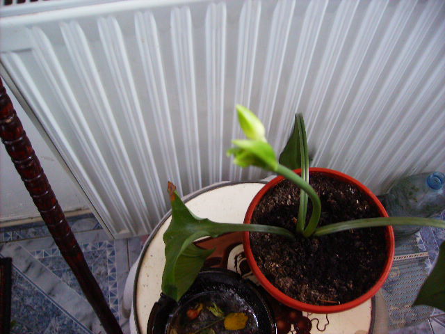bobocul crescut de crin narcisa - flori in ianuarie 2011
