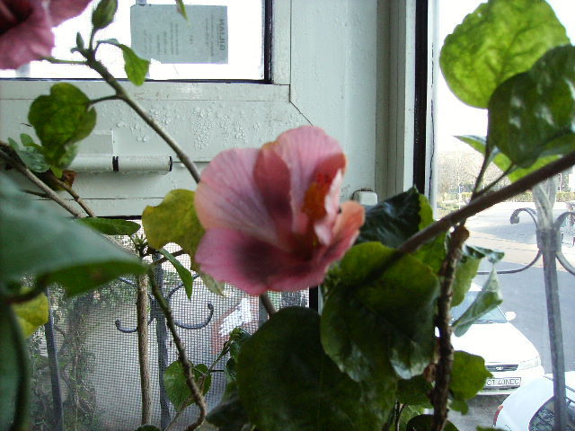 Hibiscus in ianuarie 12 - flori in ianuarie 2011