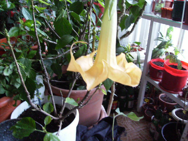 brugmansia galbene in ianuarie