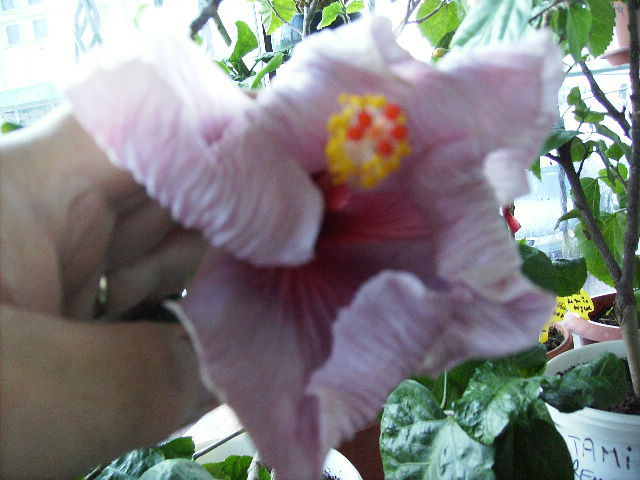 Hibiscus in ianuarie 14 - flori in ianuarie 2011