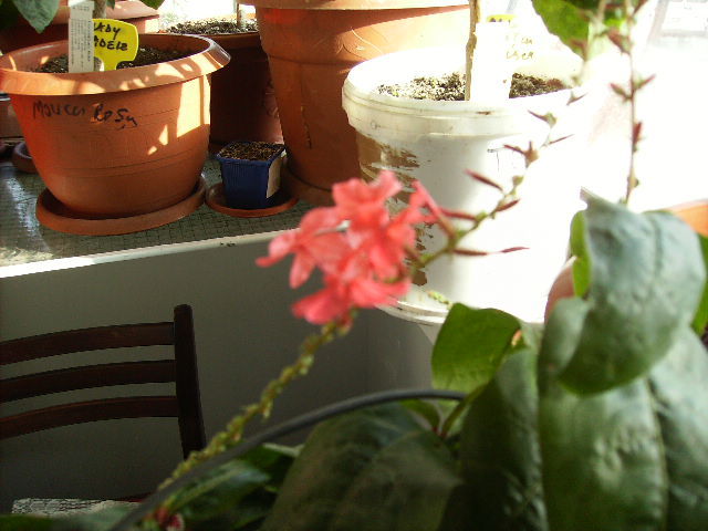 plumbago in ianuarie - flori in ianuarie 2011