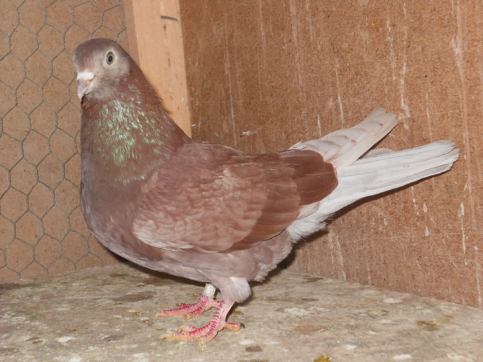 22 - Ciungi de Ploiesti -2010