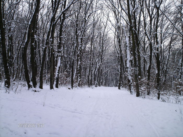 padurea in alb... - padurea Faget_Cluj