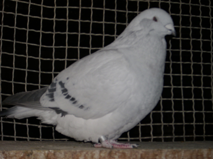  - FEMELE 2010