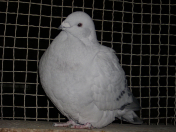  - FEMELE 2010