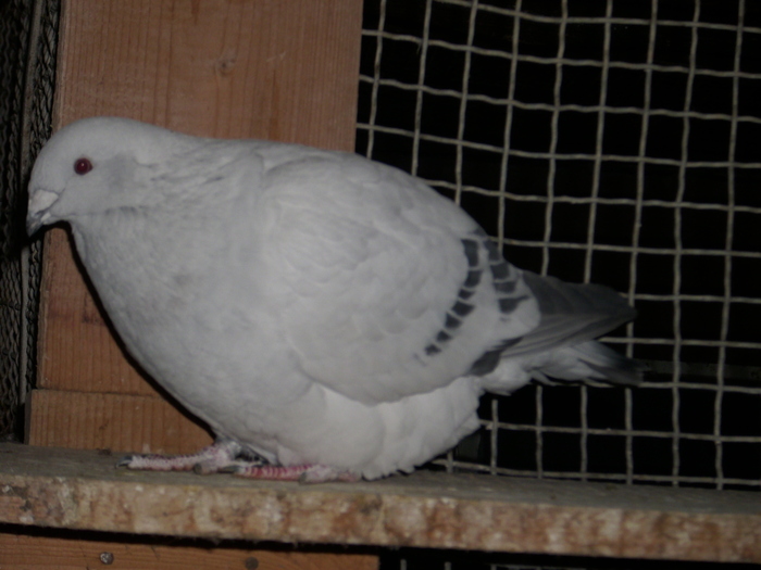 - FEMELE 2010