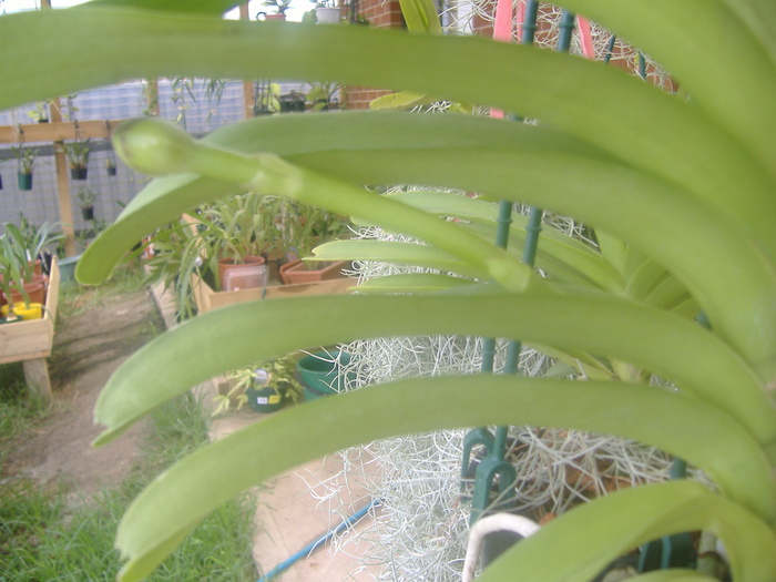 Vanda Rothschildiana 8.01.11 - Vanda