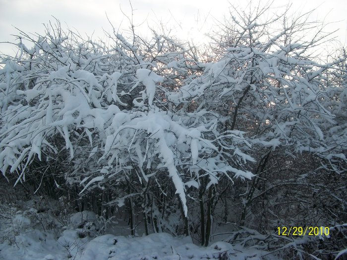 cristi poze 047 - a venit iarna