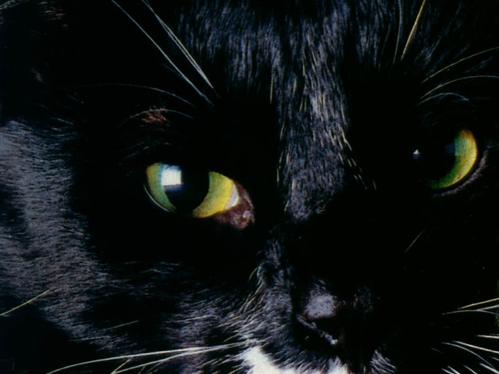 cat_eyes2[1] - poze cu animale