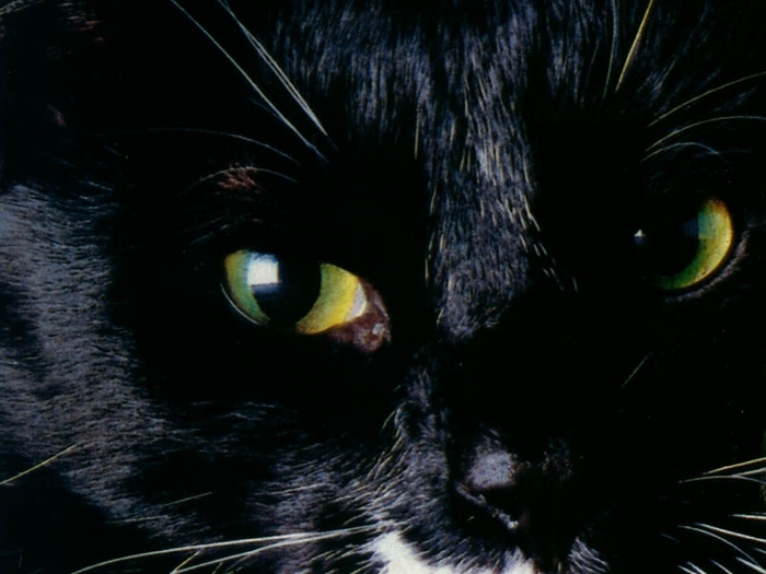 cat_eyes2[1]
