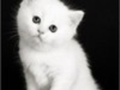 Poze-Cu-Pisici-Mici[1]