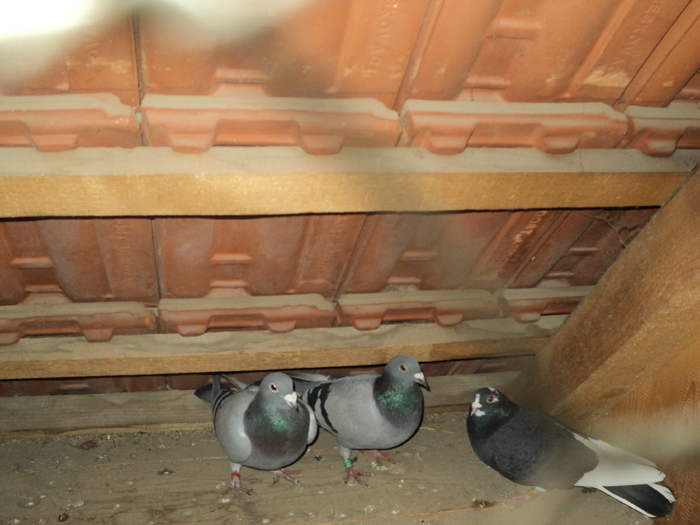 DSC00498 - porumbei