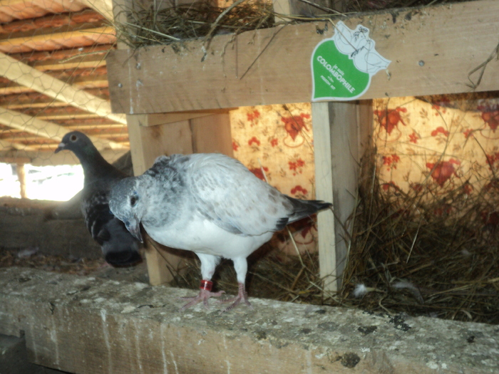 DSC00327 - porumbei